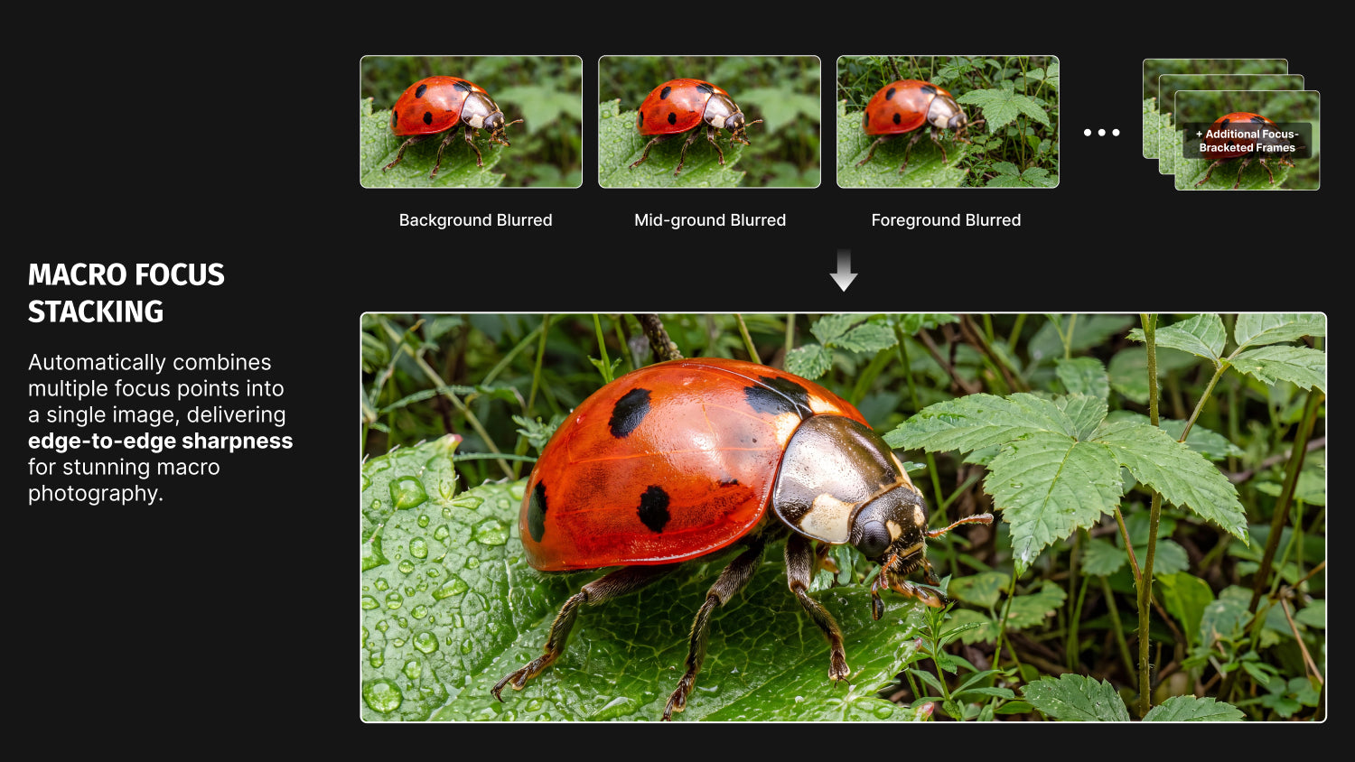Macro Focus Stacking