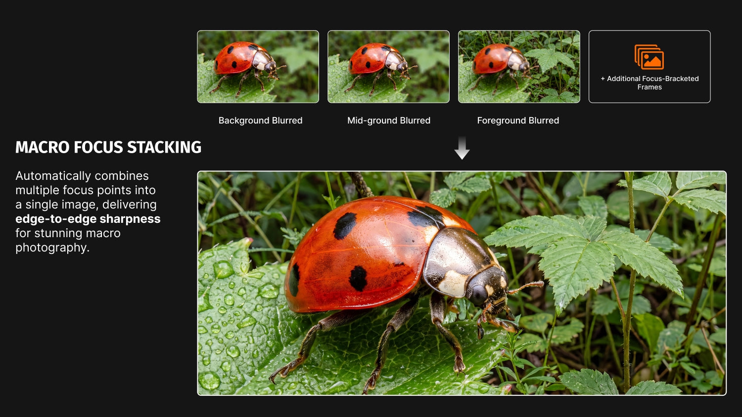 Macro Focus Stacking