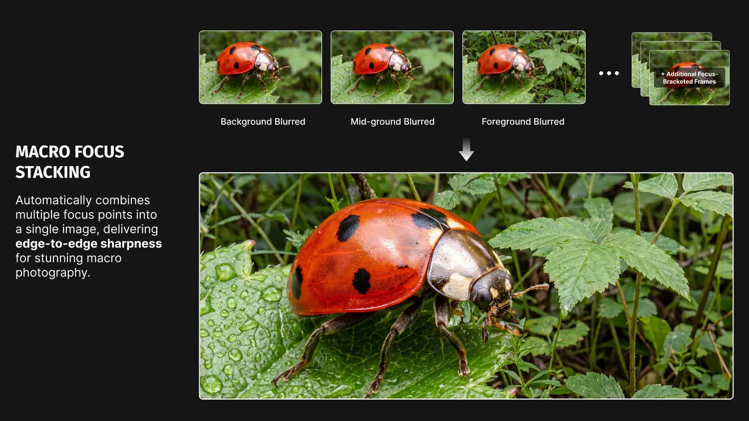 Macro Focus Stacking