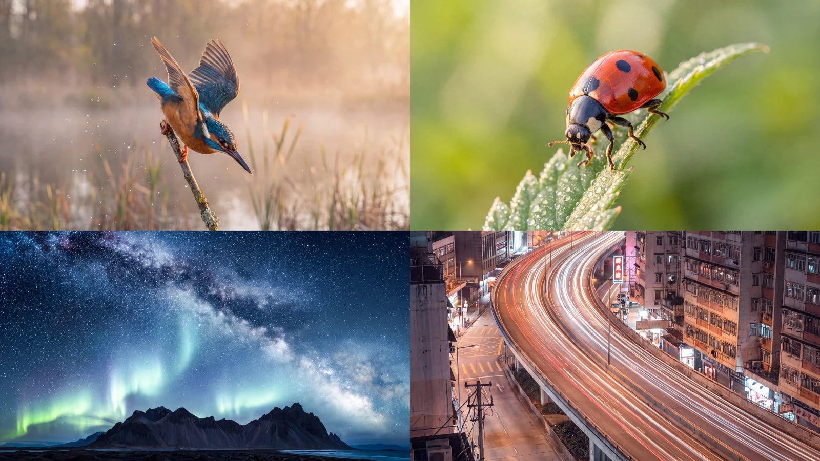 Bird, macro, night sky and city photography examples